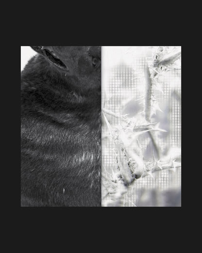 NOIA issue 4: Absurd Rituals - PDF Digital version